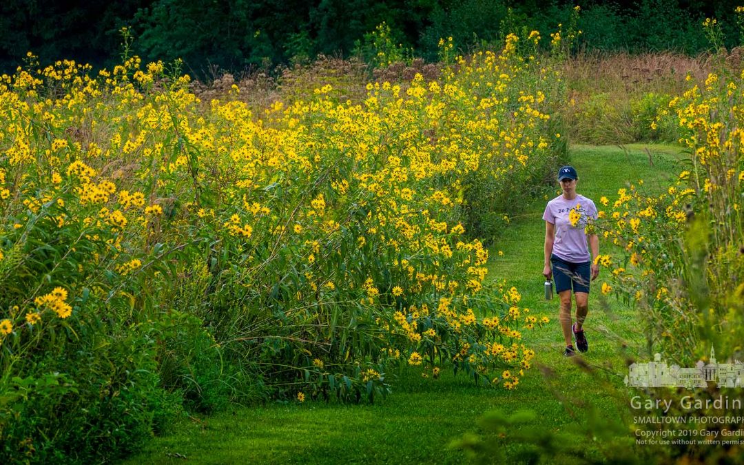 Along The Guided Path Of Wildflowers
