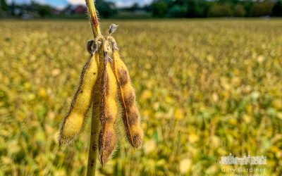 Soybeans Marking Fall