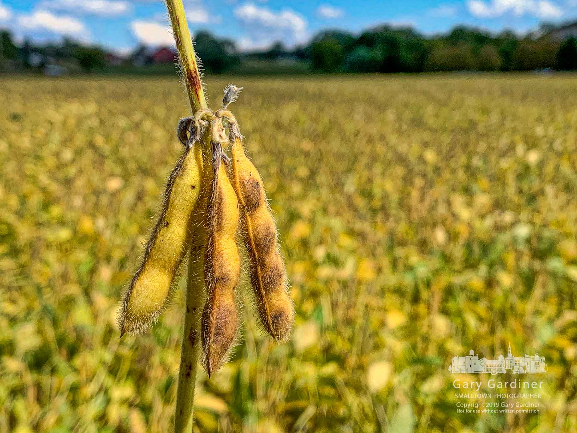 Soybeans turned yellow preparing for harvest in one of the fields at the Yarnell Farm on Cleveland Ave. My Final Photo for Sept. 23, 2019.