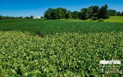 Farm Field Growth Fixed