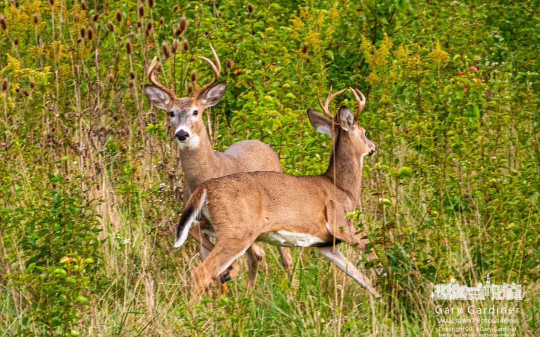 Braun Farm Deer