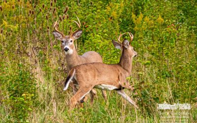 Braun Farm Deer