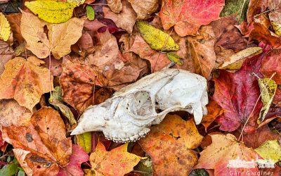 Small Buck Among Fall Leaves