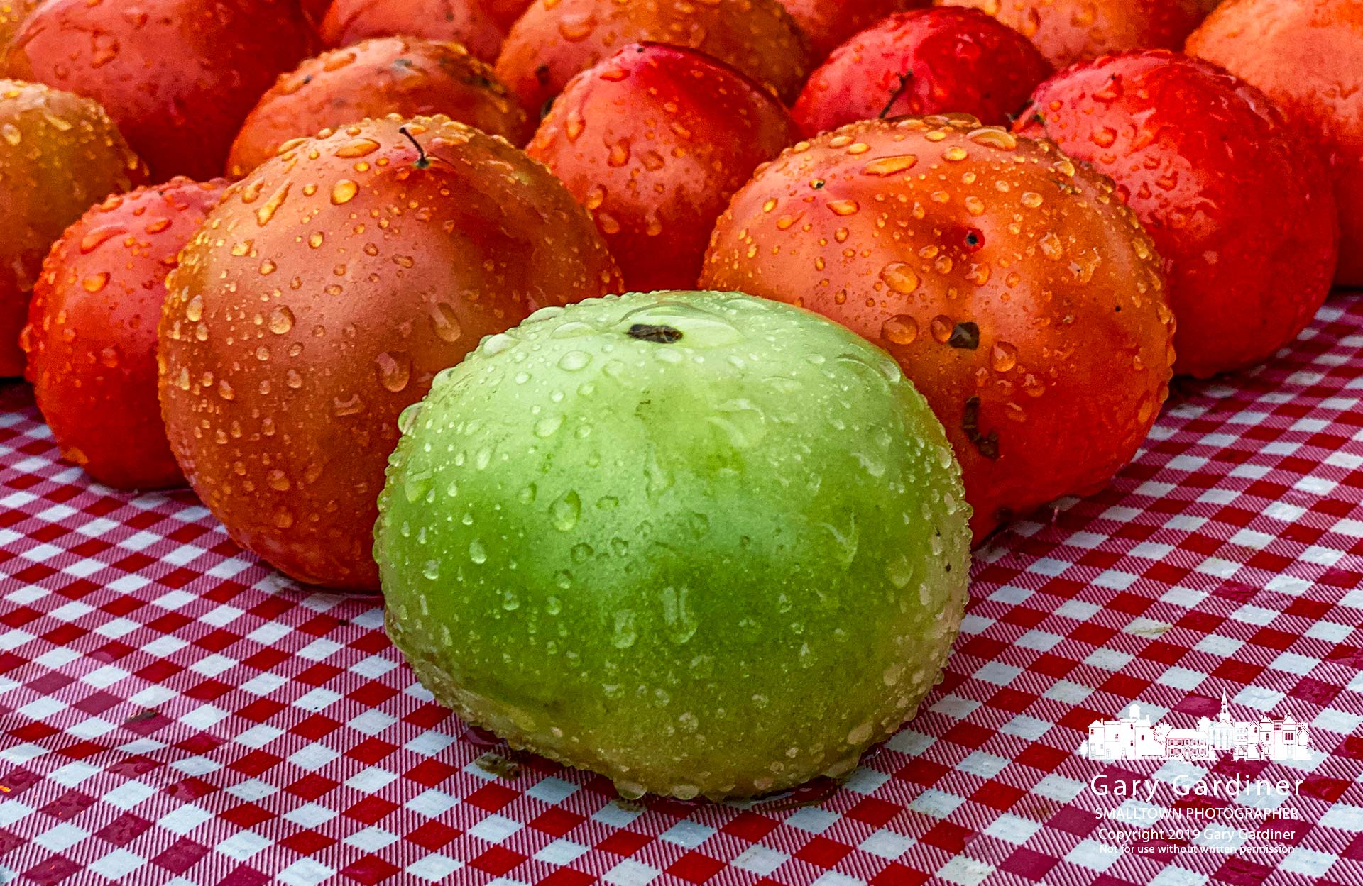 A rain-soaked lone green tomato sits among its riper brethren on the final Wednesday farmers market for the season. My Final Photo for Oct. 30, 2019.
