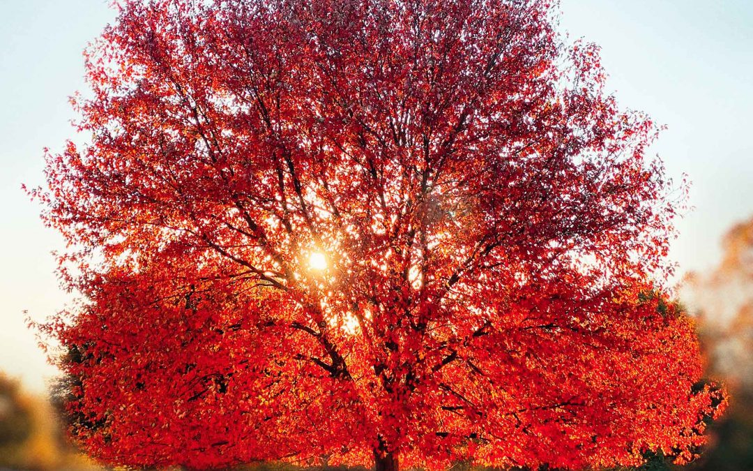 Inniswood Maple’s Morning Glow