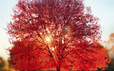 Inniswood Maple’s Morning Glow