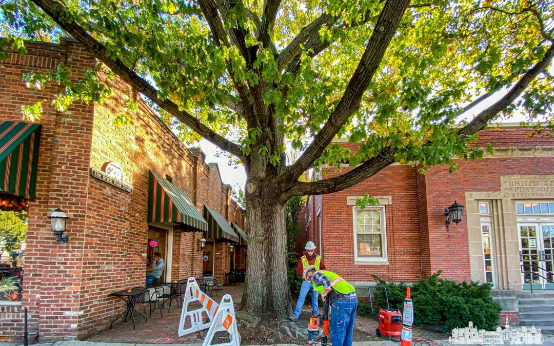Rooting Around The Oak Tree