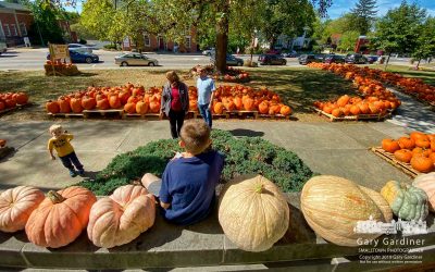 Pumpkin Picking