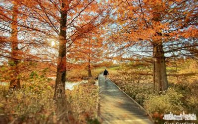 Fall Walk Over The Wetlands