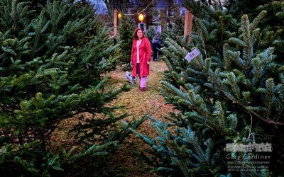 Christmas Tree Search