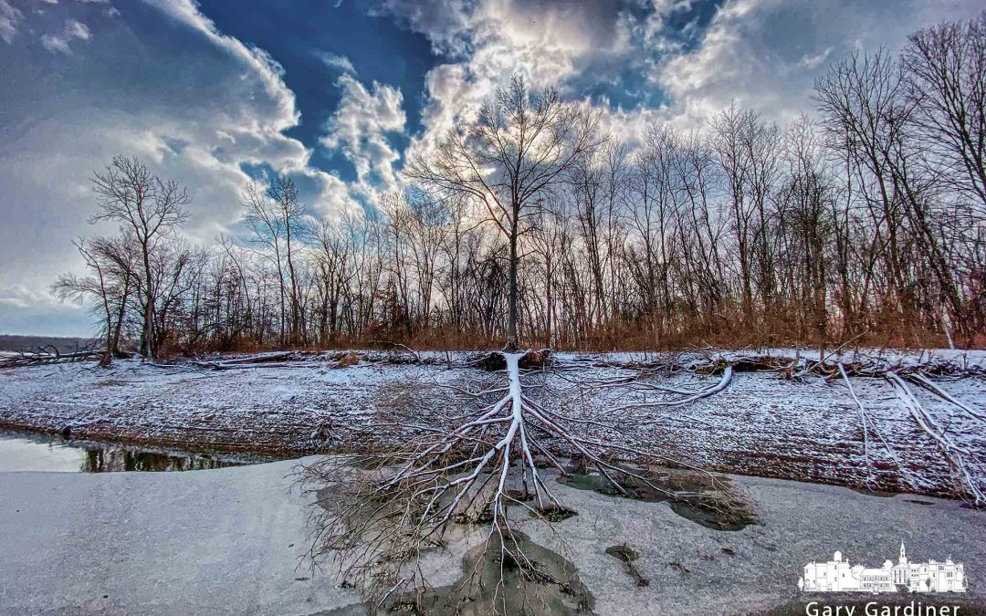 Fallen Tree And Snow