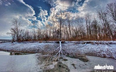 Fallen Tree And Snow