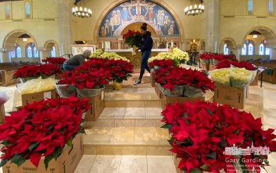 Placing The Poinsettias