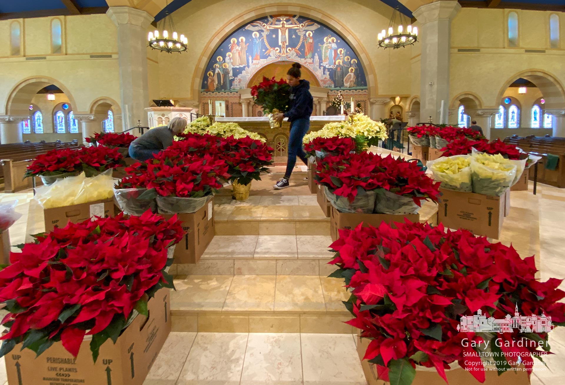 Parishioners unbox, sort, and place red and yellow poinsettias around the altar as St. Paul the Apostle Catholic Church prepares for its Christmas Masses. My Final Photo for Dec. 23, 2019.