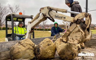 Trees And Soil Replaced