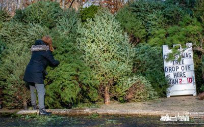 The Trees Of Christmas Past