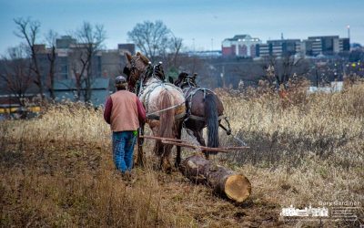 Draft Horse Days Work