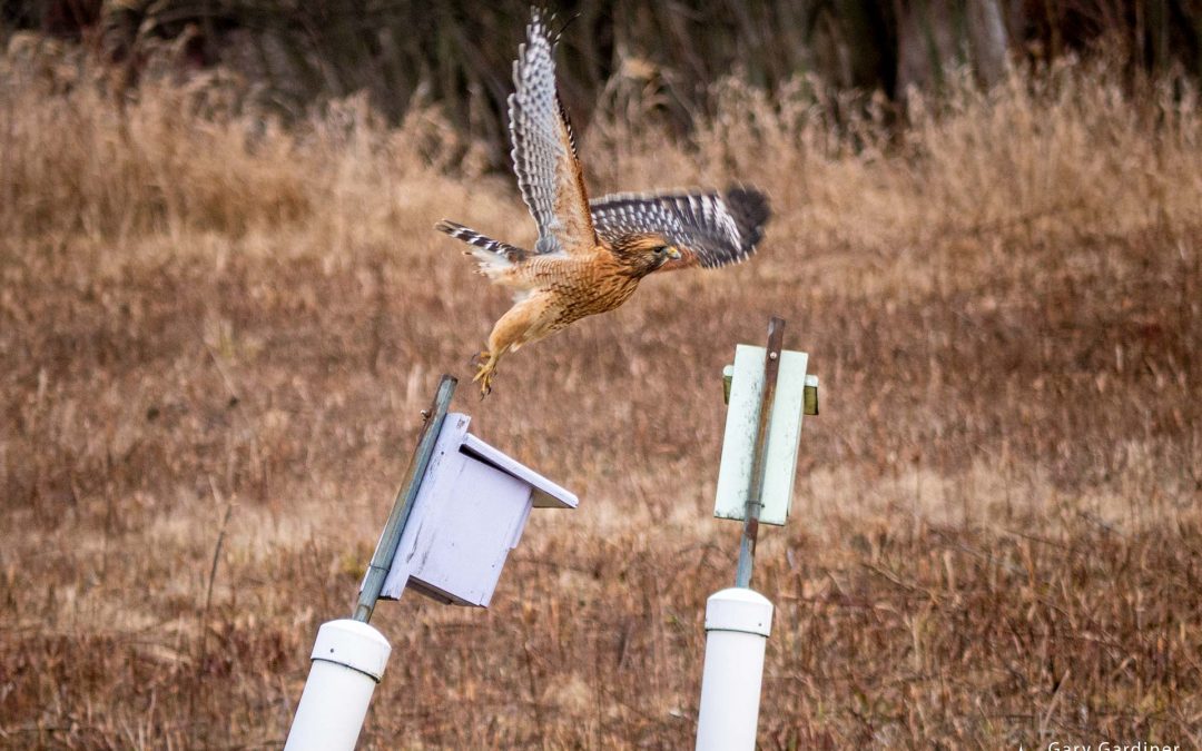 Red-Shouldered’s Hawk’s Perch