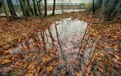 Dam’s Vernal Pool