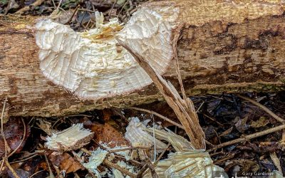 Beaver’s Domain
