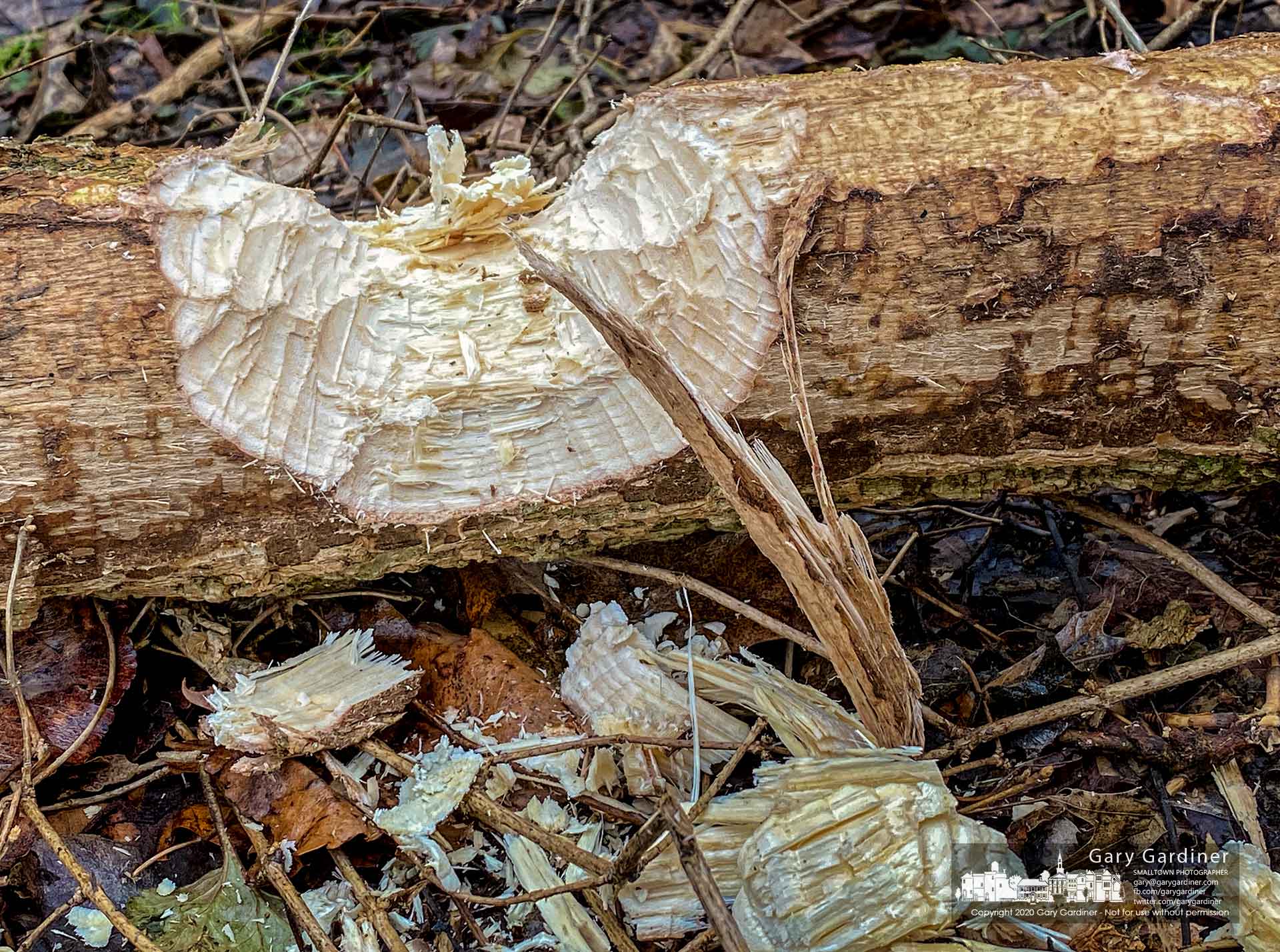 Chips from a beaver's overnight logging trip to the shoreline at Alum Creek Park litter the ground beside an unfinished sectioning of a tree it felled. My Final Photo for Feb. 1, 2020.