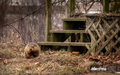 Groundhog Investigation