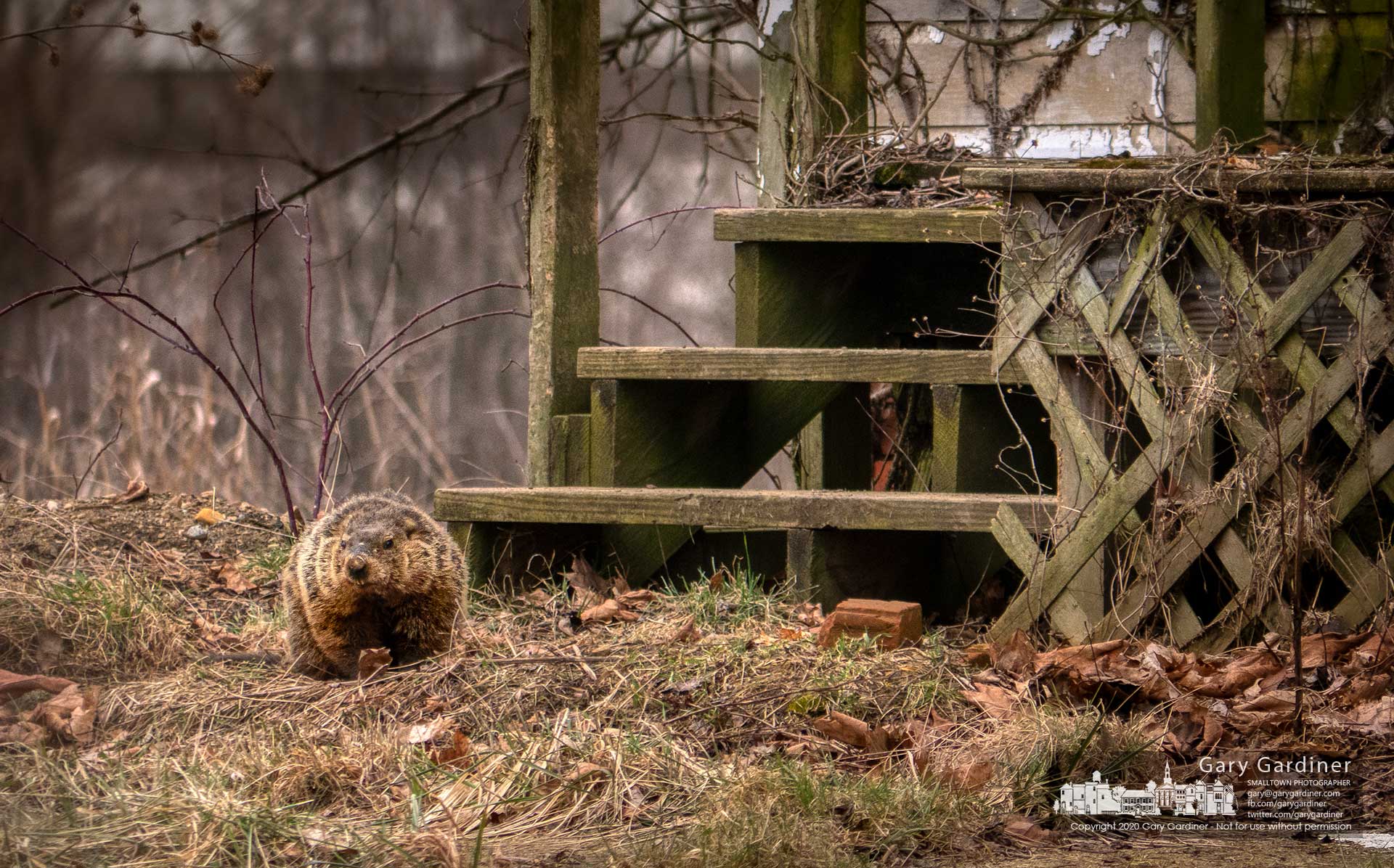 A groundhog investigates a visitor before returning to its den beneath the steps of the old farmhouse at the Braun Farm property on Cleveland Ave. My Final Photo for Feb. 24, 2020.
