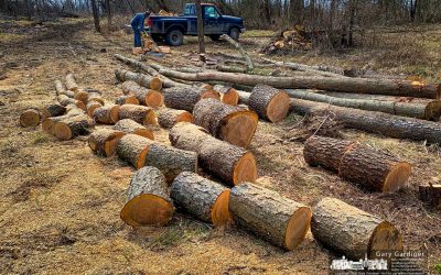 Firewood Needed