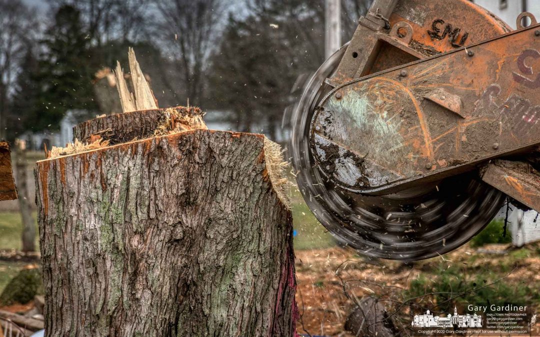 From Stump to Sawdust
