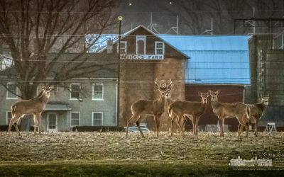 The Yarnell Herd