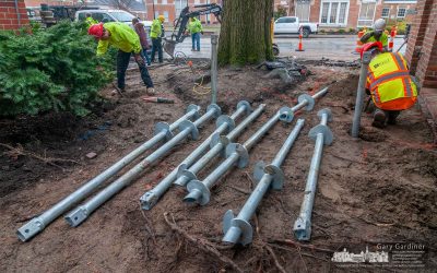Anchoring The Heritage Oak