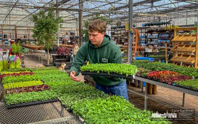 Annual Spring Annuals