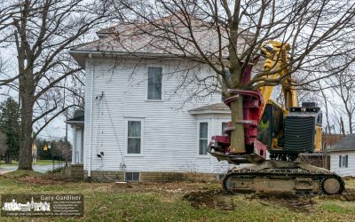 Trees Felled For New Buildings