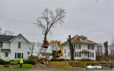 Tree Hauler