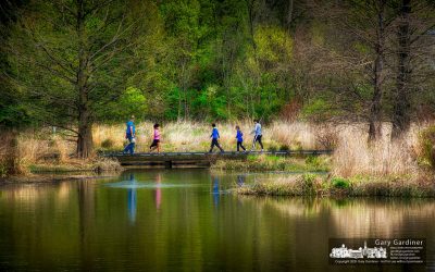 Wetlands Wandering