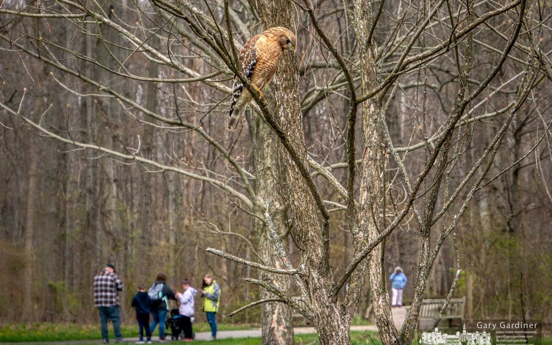 Hawk At Inniswood