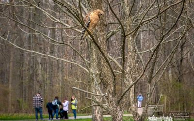 Hawk At Inniswood