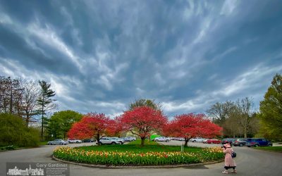 Tulips And Trees