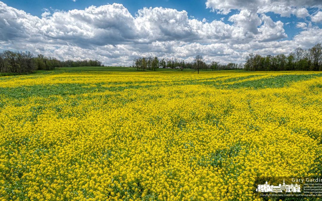Mustard Field