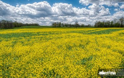 Mustard Field