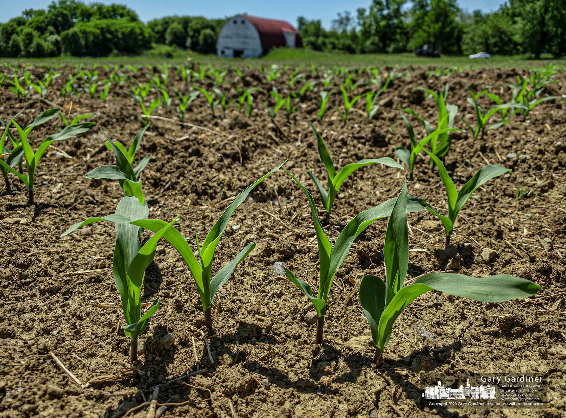 Corn planted May 31 rises from a section of the field at the Braun Farm on Cleveland Ave. My Final Photo for June 8, 2020.