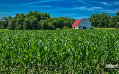 Corn Grows Taller