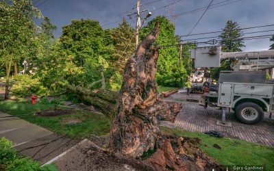 Storm Damage And Power Outage