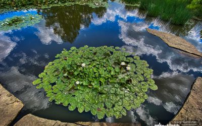 Wetlands Wonderment