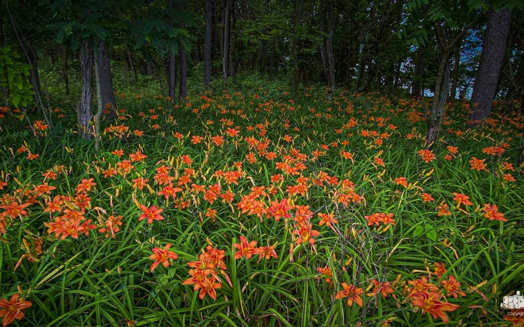Oxbow Wildflowers