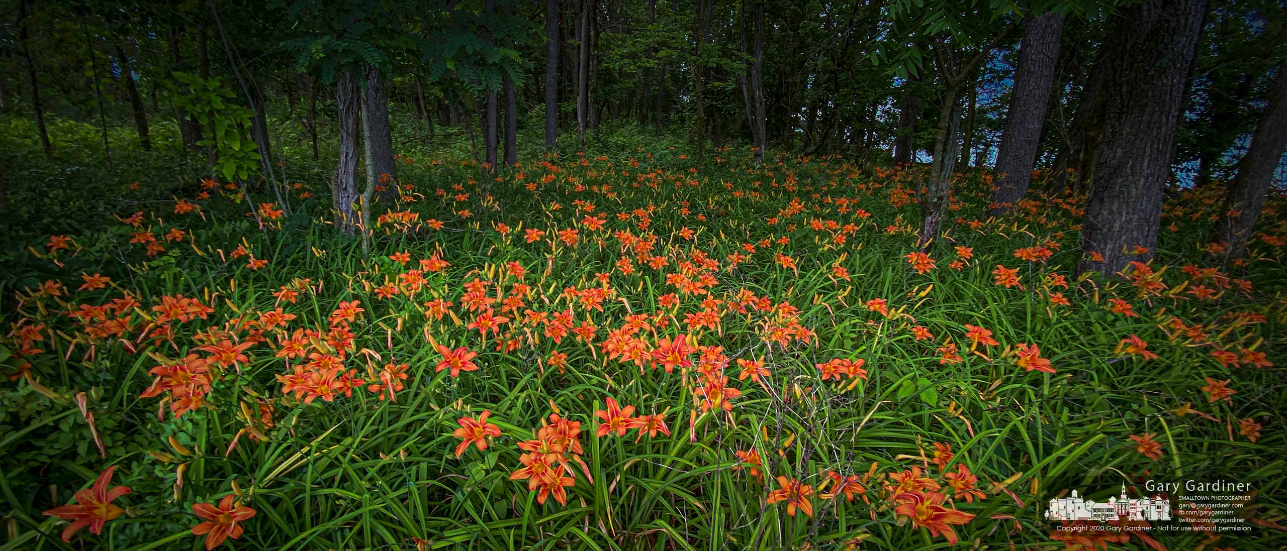 A small field of daylilies blooms at the edge of a small stand of trees near the boat landing at Oxbow om Hoover Reservoir. My Final Photo for June 27, 2020.