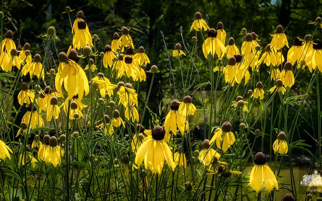 Wetlands Wonders