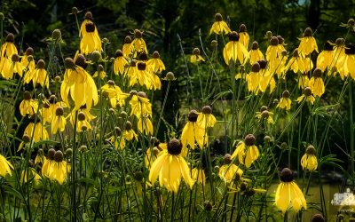 Wetlands Wonders