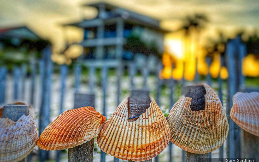 Shell Art At Sunset