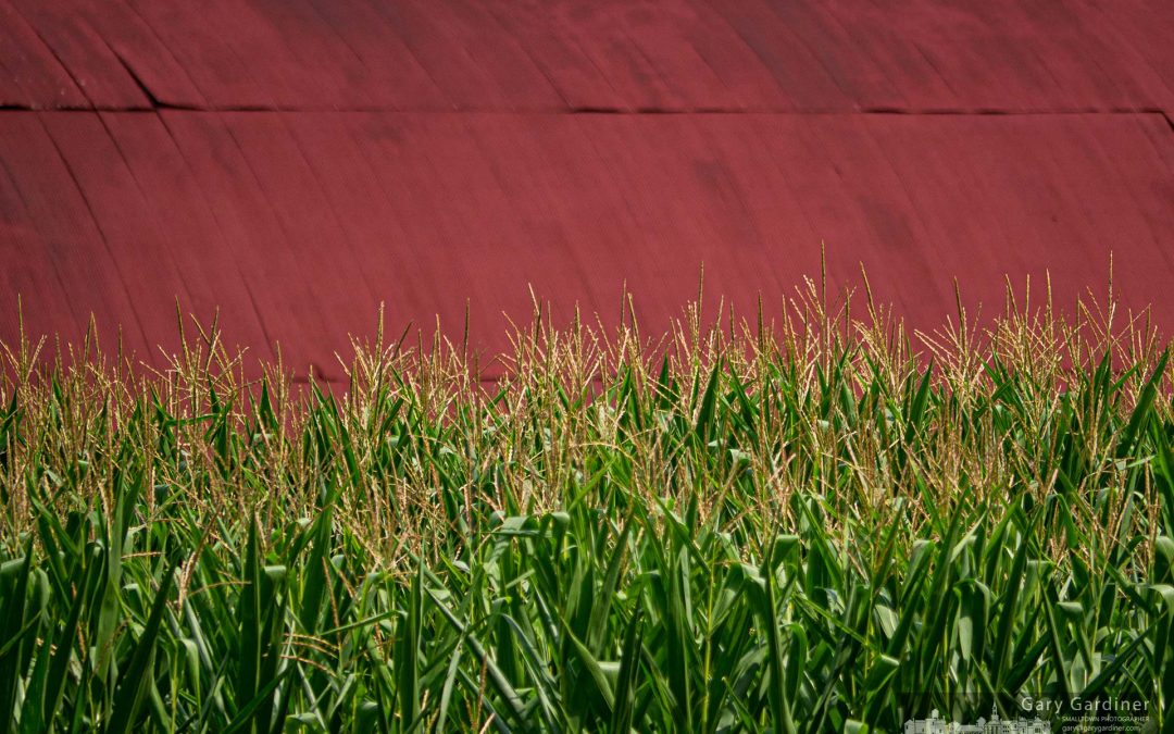 Braun Barn And Corn Crop